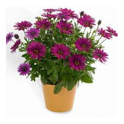 OSTEOSPERNUM  bordeaux  erato burgundy