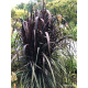 Pennisetum vertigo NEW