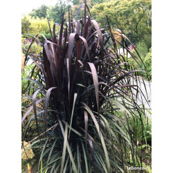 Pennisetum vertigo NEW