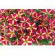 PETUNIAS RETOMBANTS à FLEURS MOYENNES jaune à centre rouge magenta fortado queen of heart 