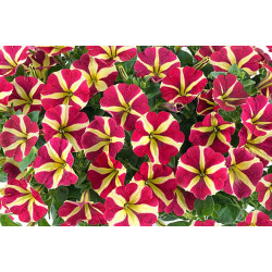 PETUNIAS RETOMBANTS à FLEURS MOYENNES jaune à centre rouge magenta fortado queen of heart 
