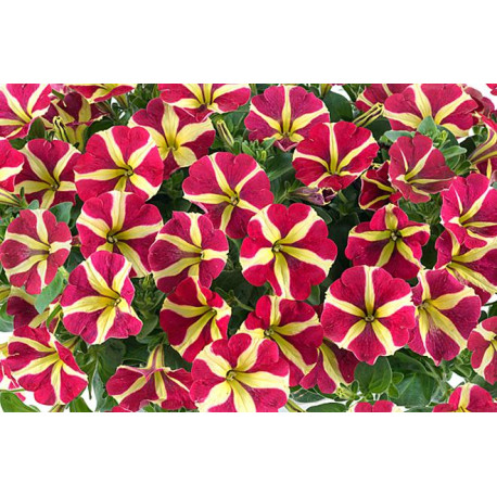 PETUNIAS RETOMBANTS à FLEURS MOYENNES jaune à centre rouge magenta fortado queen of heart 