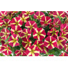 PETUNIAS RETOMBANTS à FLEURS MOYENNES jaune à centre rouge magenta fortado queen of heart 