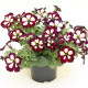 PETUNIAS RETOMBANTS à FLEURS MOYENNES violet à coeur blanc