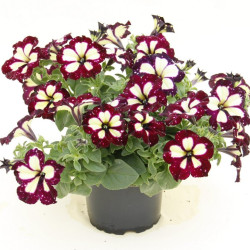 PETUNIAS RETOMBANTS à FLEURS MOYENNES violet à coeur blanc