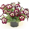 PETUNIAS RETOMBANTS à FLEURS MOYENNES violet à coeur blanc