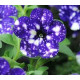 PETUNIAS RETOMBANTS bleu nuit étoilée startunia blue 