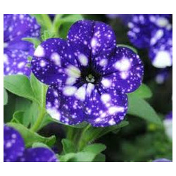 PETUNIAS RETOMBANTS bleu nuit étoilée startunia blue 