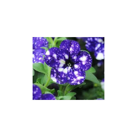 PETUNIAS RETOMBANTS bleu nuit étoilée startunia blue 