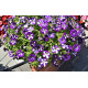 PETUNIAS  RETOMBANTS bleu étoilé blanc