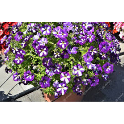 PETUNIAS  RETOMBANTS bleu étoilé blanc