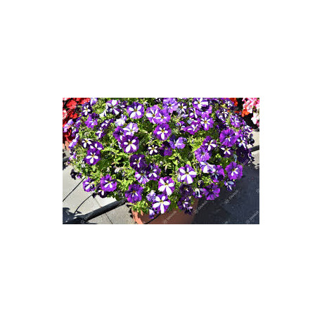 PETUNIAS  RETOMBANTS bleu étoilé blanc