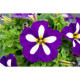 PETUNIAS  RETOMBANTS bleu étoilé blanc