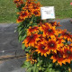 RUDBECKIA orange à centre foncé summerina sunreef