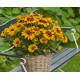 RUDBECKIA  sunbekia sarah  jaune citron à coeur rouge