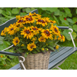 RUDBECKIA  sunbekia sarah  jaune citron à coeur rouge