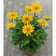 RUDBECKIA variété sunbekia juliana jaune d'or 