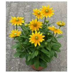 RUDBECKIA variété sunbekia juliana jaune d'or 
