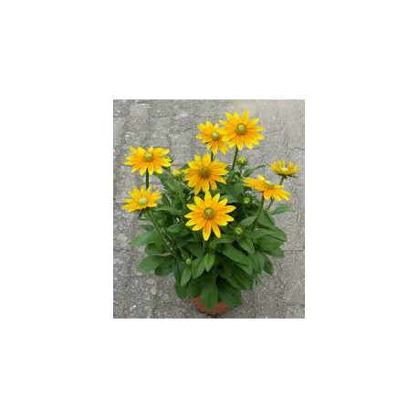 RUDBECKIA variété sunbekia juliana jaune d'or 