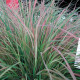 Stipa  SIROCCO  NEW