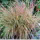 Stipa  SIROCCO  NEW