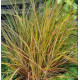 Stipa  SIROCCO  NEW