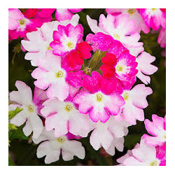 VERVEINE retombante blanc rosé à ailes rose foncé samira pink wing