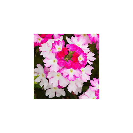 VERVEINE retombante blanc rosé à ailes rose foncé samira pink wing