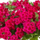VERVEINE retombante samira bright pink  rose 