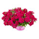 VERVEINE retombante samira bright pink  rose 