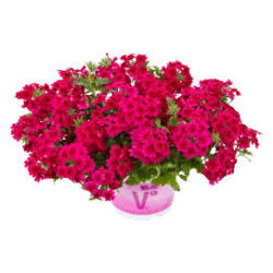 VERVEINE retombante samira bright pink  rose 