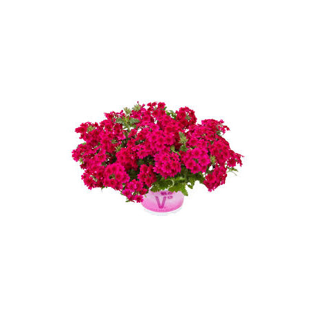 VERVEINE retombante samira bright pink  rose 