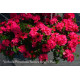 VERVEINE retombante samira bright pink  rose 