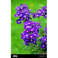 VERVEINE retombante pourpre purple eyes 