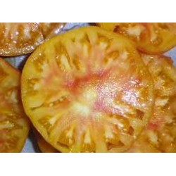 Tomate cotelée jaune variété ANANAS