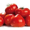 Tomate type cœur de boeuf variété GOURMANDIA