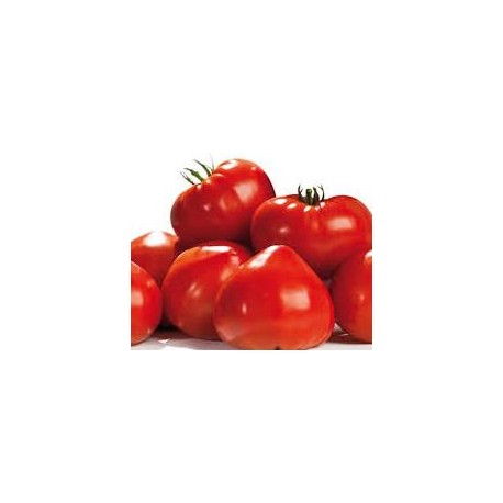 Tomate type cœur de boeuf variété GOURMANDIA