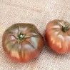 Tomate variété NOIR DE CRIMEE