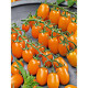 Tomate variété CERISE allongée DATTORANGE 