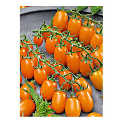 Tomate variété CERISE allongée DATTORANGE 