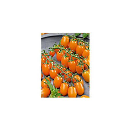 Tomate variété CERISE allongée DATTORANGE 