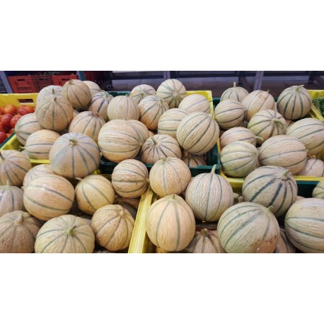 melon