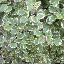 Plectranthus variegata