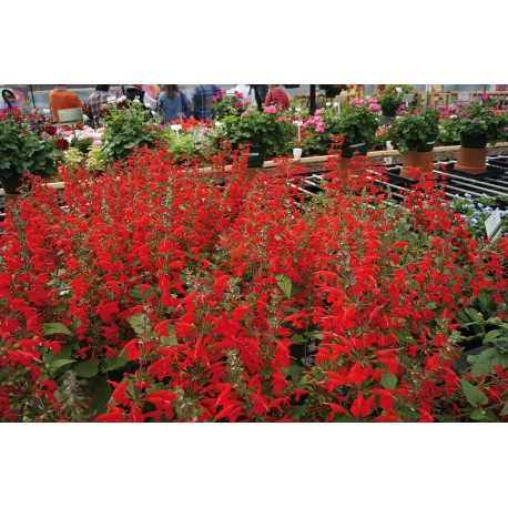 SAUGE COCCINEA ROUGE