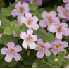 BACOPA