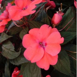 IMPATIENS DE SOLEIL (plusieurs coloris au choix)