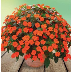 IMPATIENS DE SOLEIL (plusieurs coloris au choix)