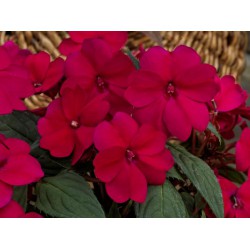 IMPATIENS DE SOLEIL (plusieurs coloris au choix)