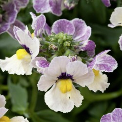 nemesia rose bicolore